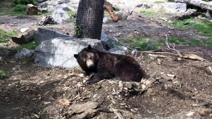 Sleepy Black Bear