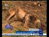 #غرفة_الأخبار | هروب حيوانات مفترسة من حديقة حيوان تبليسي بجورجيا