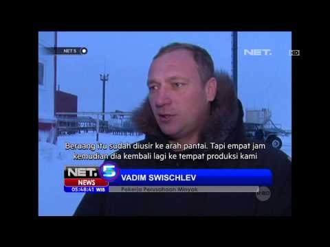 Seekor Beruang Kutub Memasuki Kawasan Produksi Minyak Mencari Makanan -NET5