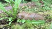 People Can't Get Enough of This Banana Slug Eating a Dandelion