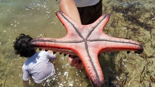 Amazing Giant Starfish: See How It Moves; My Science Homeschooling Project