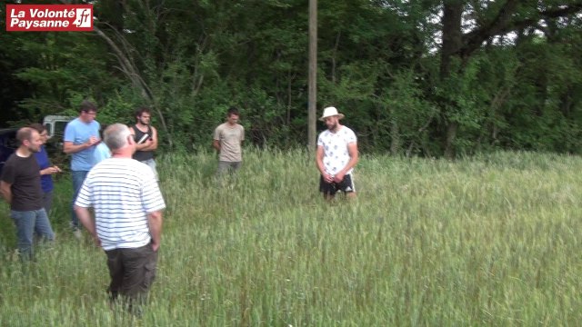 Céréales et variétés anciennes