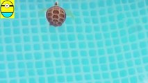 Toys review toys unboxing. Robo turtle. Turtle robot rofofish unboxing toys egg surpris