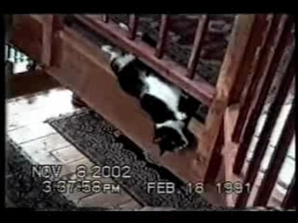 Funny cats part 3