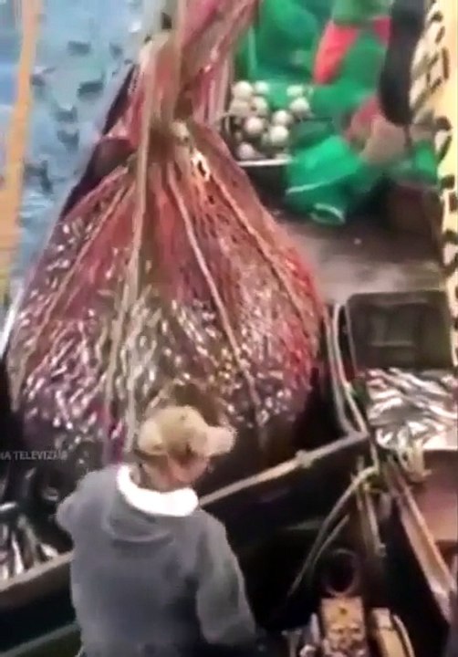 ağa takılan dev sürpriz