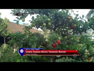 Bisnis Tanaman Bonsai di Batu, Jawa Timur - NET5