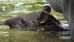 Adorable newborn tapir cools off in a pool