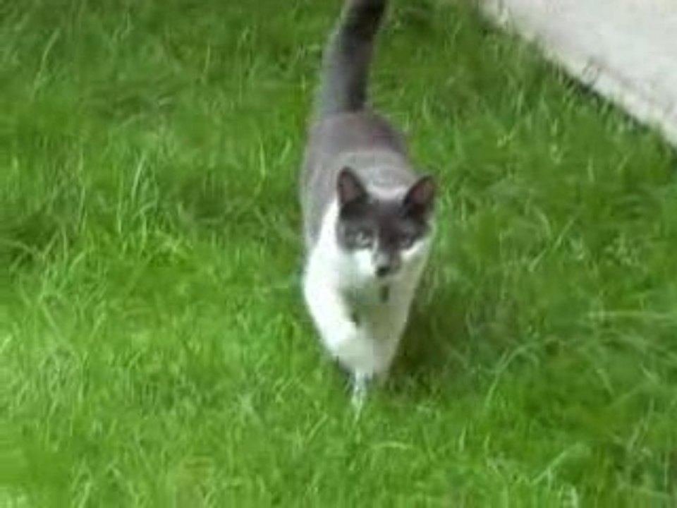 Quand un chat attaque !