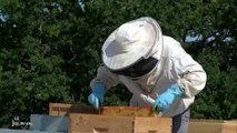 Apiculture: Des ruches sur le toit d'un supermarché (Vendée)