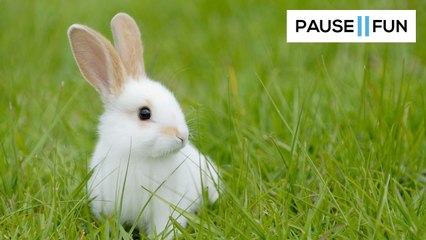 Cet homme explique quoi faire lorsque des lapins se trouvent dans votre jardin