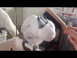Grooming Time for Harley the Cockatoo
