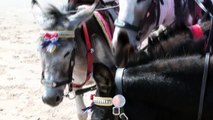 Man gives ice cream to donkeys to cool them down