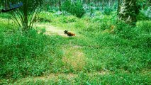 Trapping wild chicken: Traps to catch junglefowl