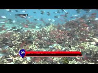 Pesona Bawah Laut Perairan Komodo -NET12