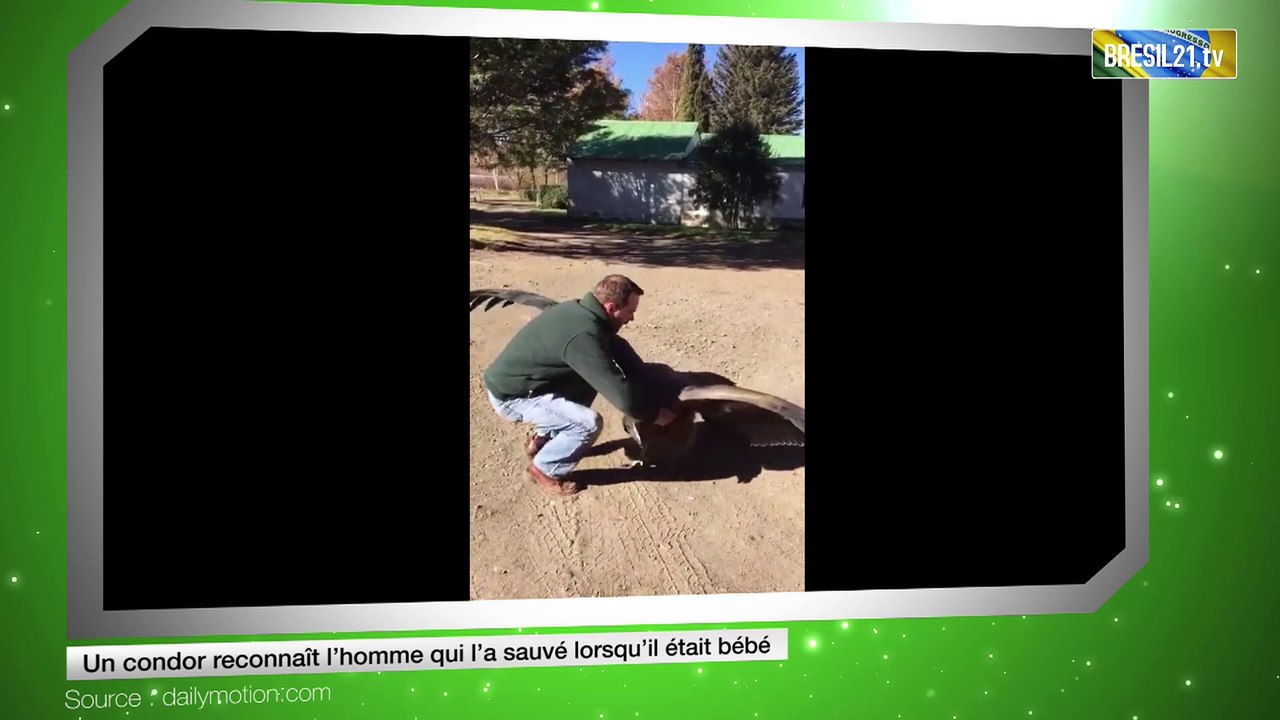 Un condor reconnaît l’homme qui l’a sauvé lorsqu’il était bébé