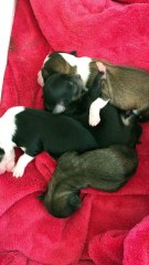 Les bébés de 3 jours