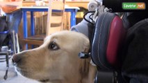 Ces chiens qui aident au quotidien des personnes handicapées