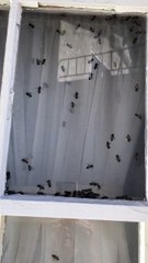 Queen Bee Creates Quite the Buzz