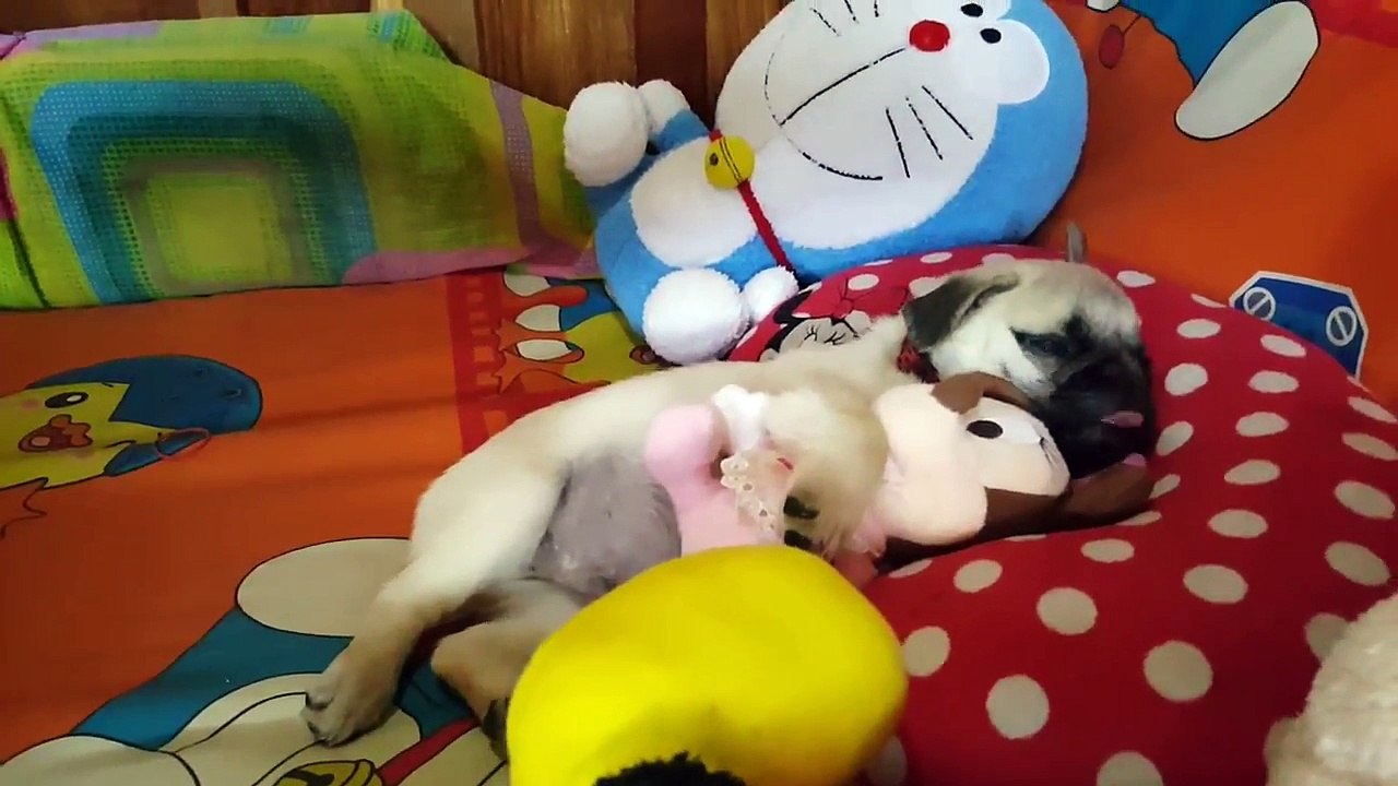 Calin d'un chiot à une peluche pour la sieste... Trop mignon !