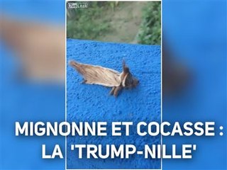 Après une mite, c'est une chenille qui est nommée Trump