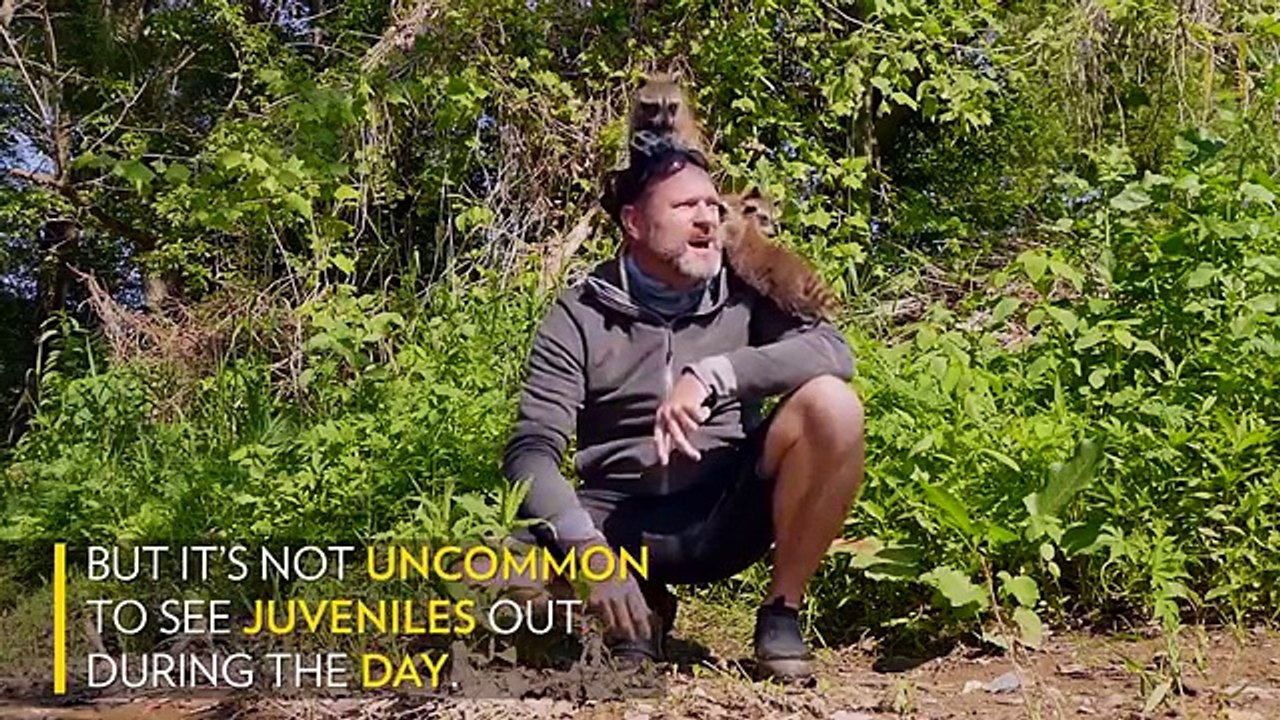 Adorable Raccoon Babies Make Human Friend - National Geographic