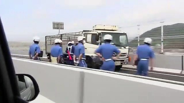 Des cochons sèment la pagaille sur une autoroute de chine