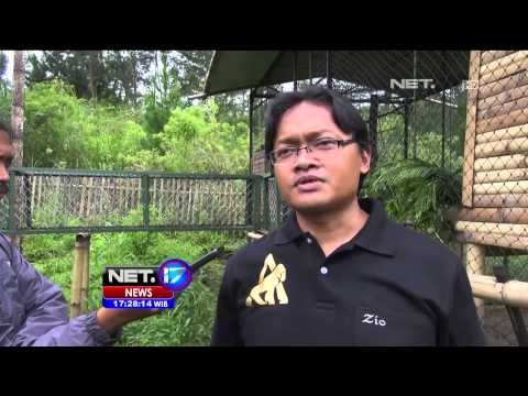 2 Lutung Jawa Dipulangkan dari Taman Satwa Inggris ke Kota Batu -NET17
