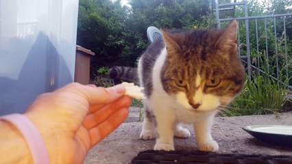 Cat Stuck in Brickwork of New Construction