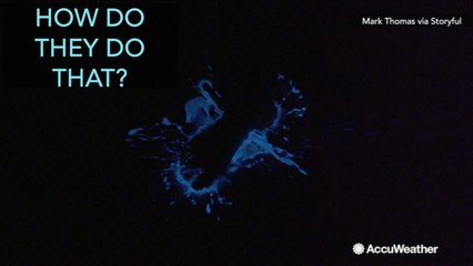 Stunning Bioluminescent Algae Illuminate the Water at Night ✨