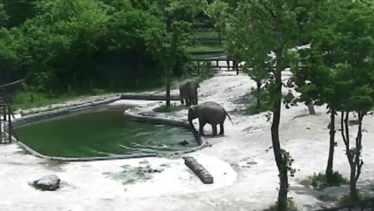 Un couple d'éléphants sauve un éléphanteau qui tombe dans un bassin
