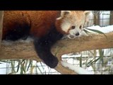 Panda Merah Bermain di Tumpukan Salju - NET5