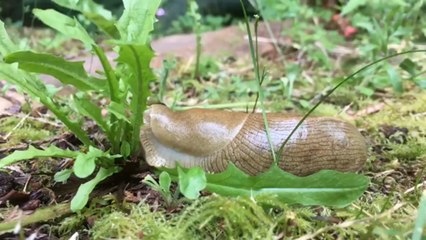 Awesome timelapse shows a slug eating a dandelion