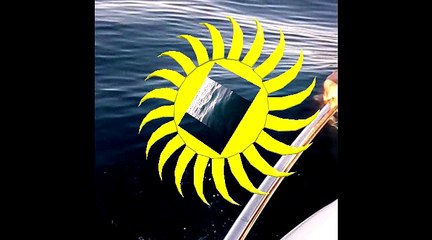 Le monde des Grands dauphins