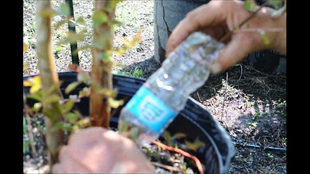 Air Rooting a Crape Myrtle in a Water Bottle