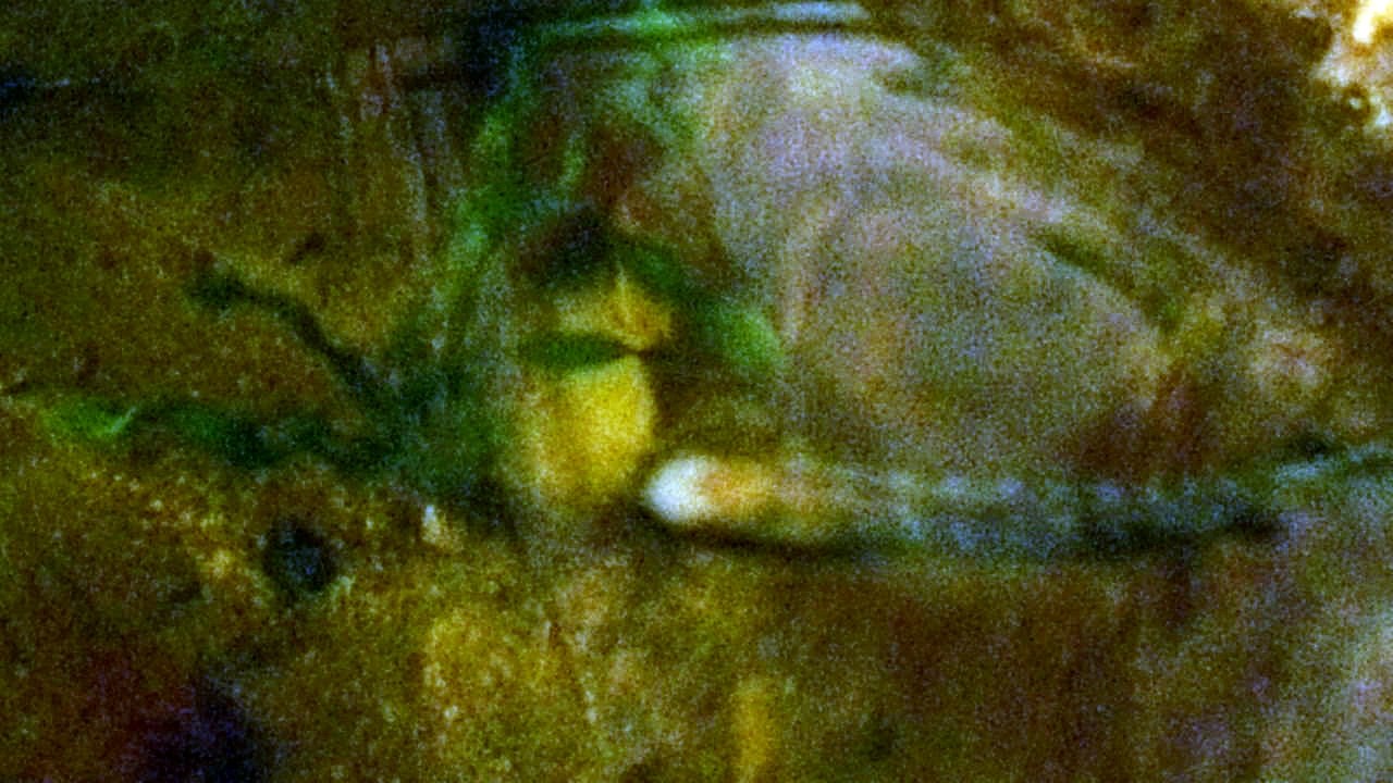 Coryphène BB(1)