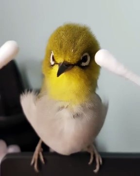 Oiseau qui aime trop les massages