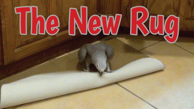 Ferocious parrot growls and fights with kitchen rug