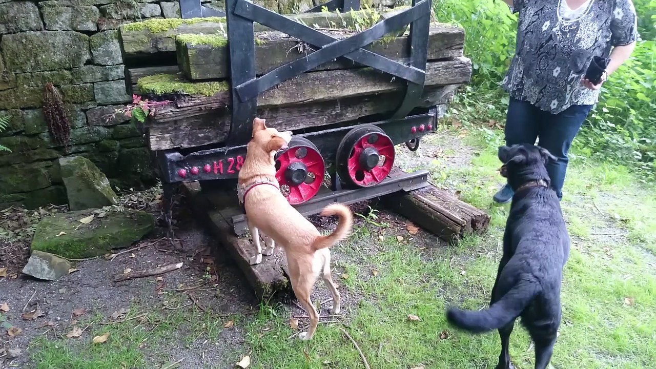 Futterspiele mit Findus & Florica
