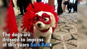 Dogs Strut Their Stuff at the 30th Annual Bark Ball