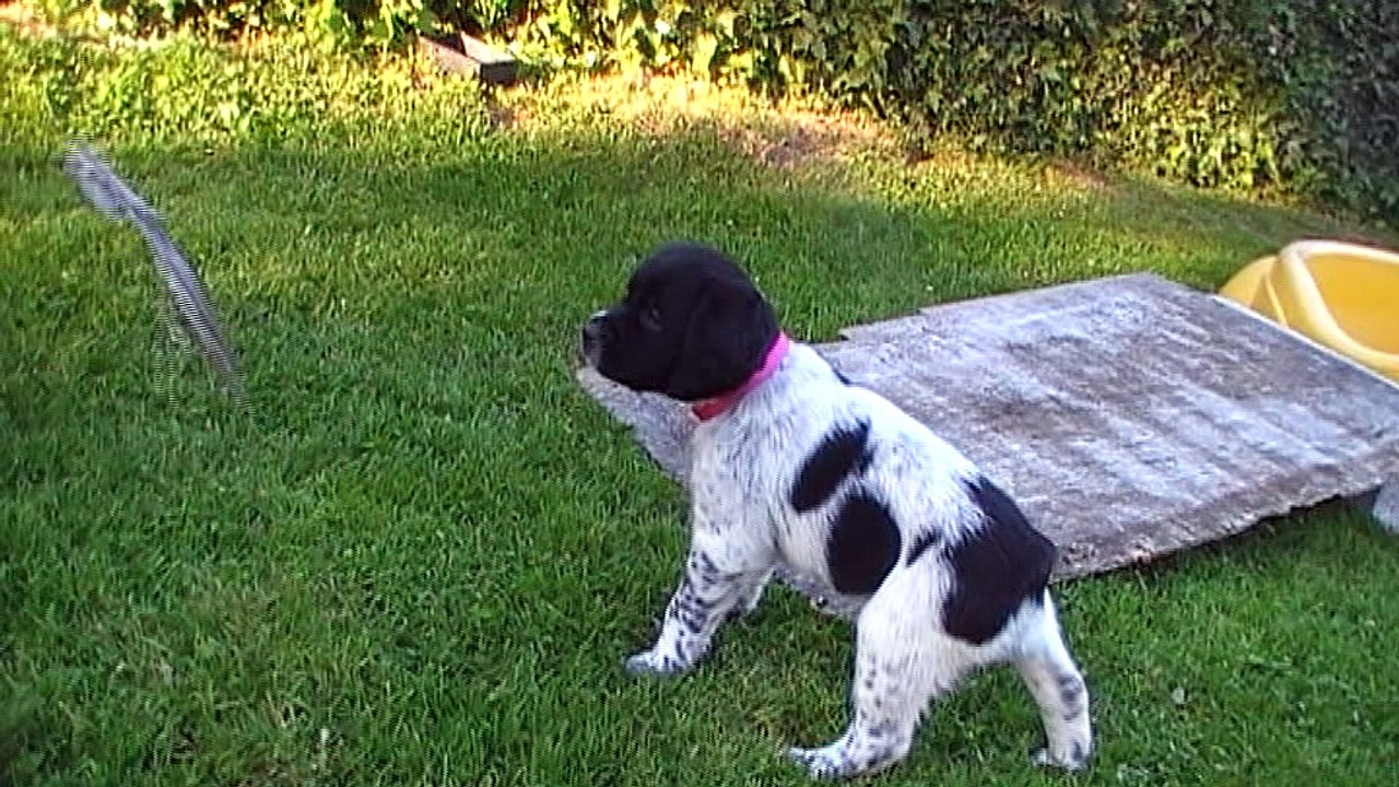 Mâle 4  Rose  Portée  Eskenn x Boy 2017 - 6 semaines