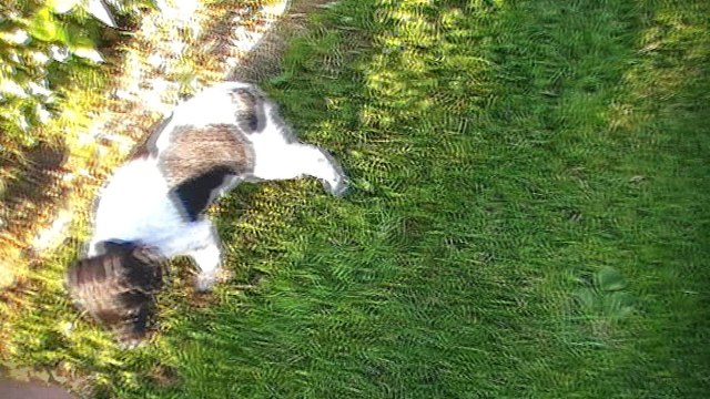 Mâle 3 Violet Clair Portée 2017 - Eskenn X Boy 6 semaines