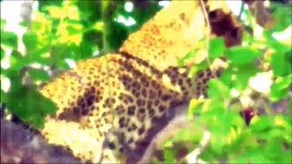 Keren dan Menakjubkan #2 - Kecepatan Serangan Cheetah 110 kph Saat Memburu Mangsanya