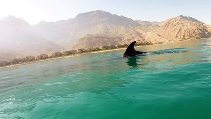 Ein Sokhna - Red Sea - Egypt