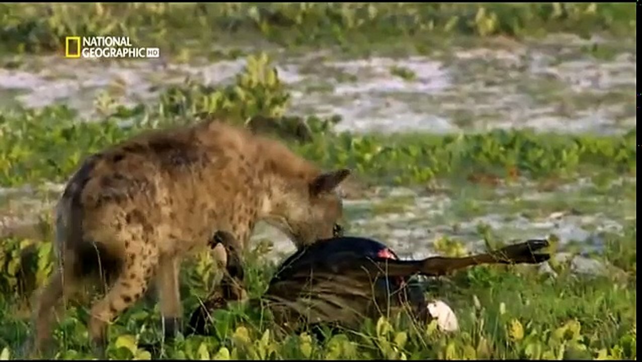 La ultima leona  una historia de sobrevivencia - Documentales 2017