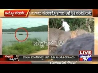 Forest Officials Fail To Treat Injured Wild Elephant