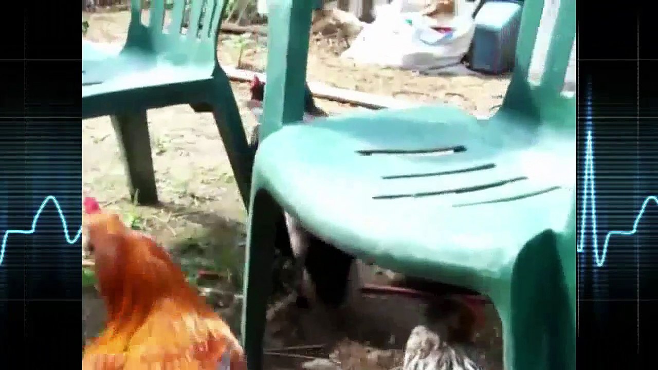 Rooster And Duck Mating In Love