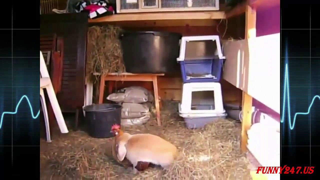 Funny Bunny Trying To Mating
