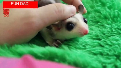 Baby Animals - A Cute Animal Videos Compilation