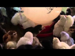 Harga Pakan Naik, Peternak Ayam di Sukabumi Terpuruk - NET12