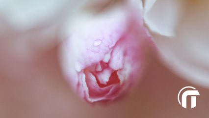 Photo Tuto en 1mn, la macro